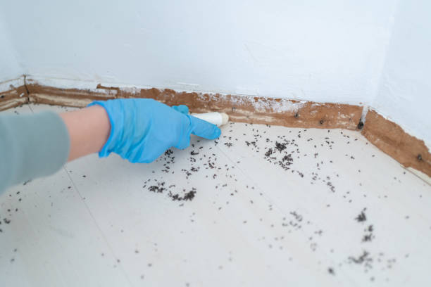 Best Best Pest Control Companies  in Rosendale, WI